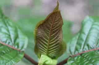 Red Thai Kratom: A Comprehensive Review