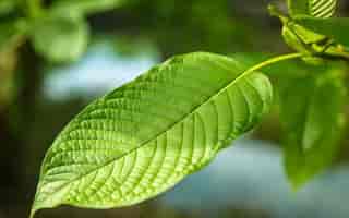 White Thai Kratom Crushed Leaf - Review from Kratom Helper