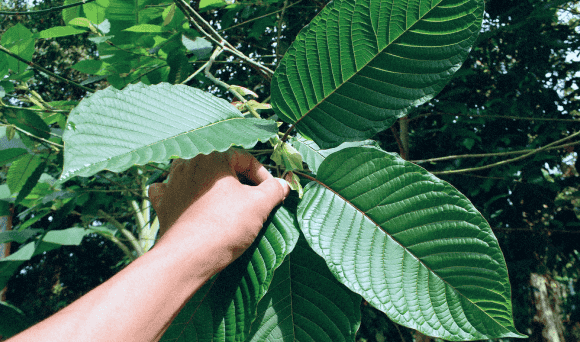 About out kratom