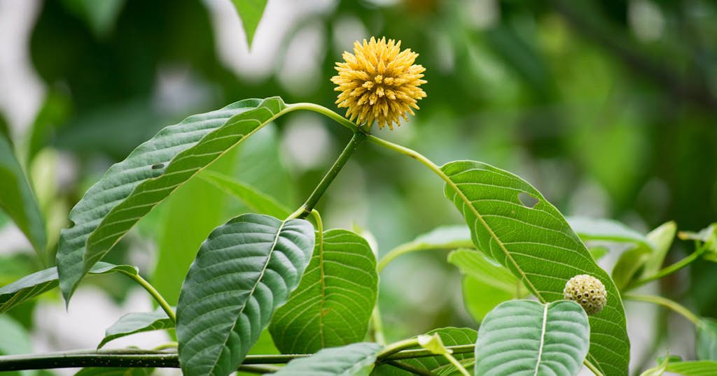 Kratom information: Everything you need to know